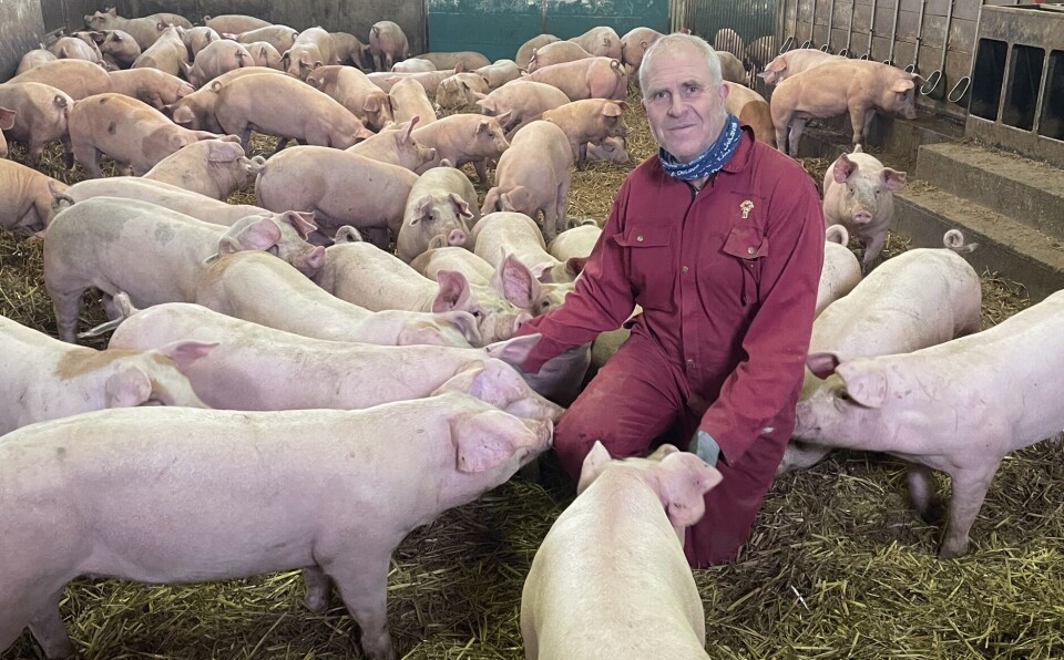 Kjell Einar holder slaktegrisen på talle