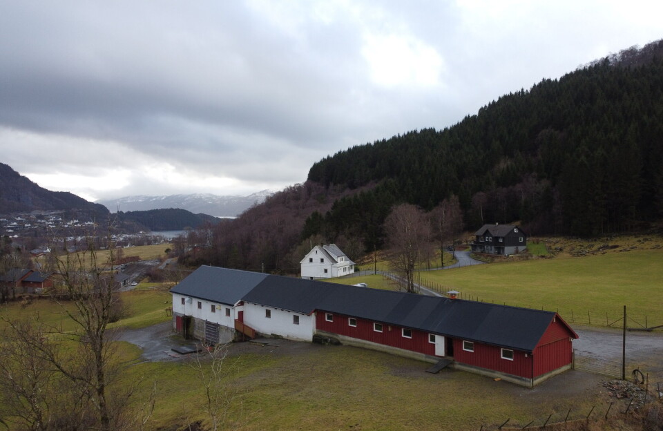 Tjener penger på villsau