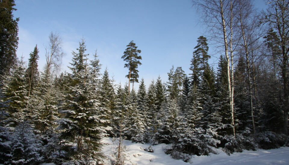 En vinterdag i skogen hvor vi ser trær i ulike høyder og vekstfaser.