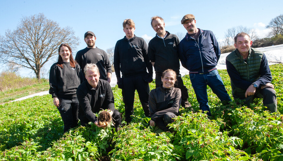 Svenskene har fått de første nypotetene opp av jorda allerede før vi bikker mai. Åtte personer ute i en potetåker der en av dem kneler med en neve full av nypoteter.