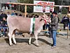 Lukas Peer med godkua av rasen Brown Swiss under et fesjå. Kua har fått bånd og rosett.