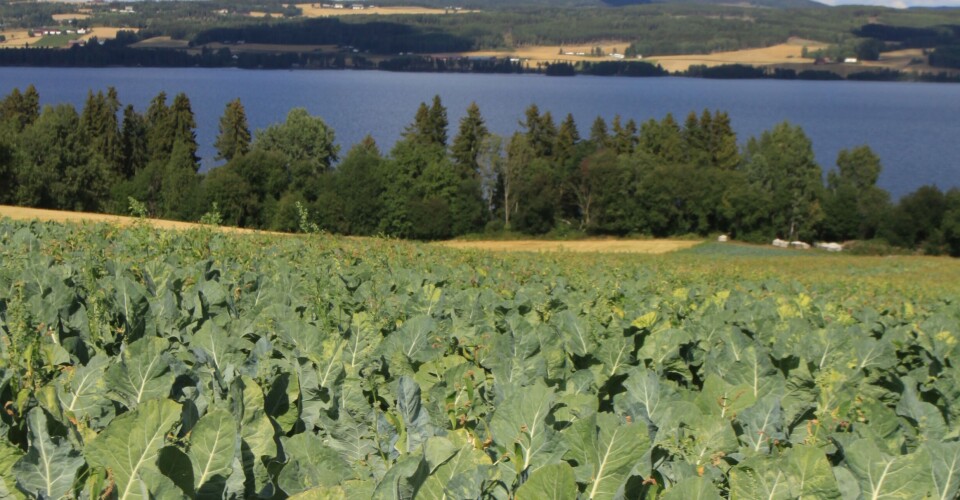 Få grove brudd i grøntnæringen