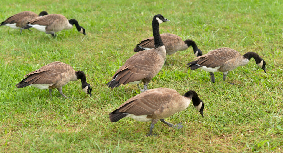 Riktig grasmiks bøter på beiteskader fra gåsa