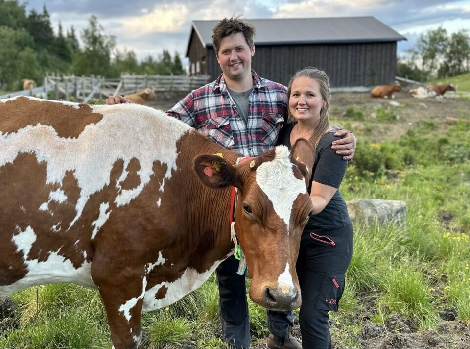 Jørgen Andrisson Kvam og Thea Sandsengen driver med kjøtt og melk i Vang i Valdres. Jørgen Andrisson Kvam og Thea Sandsengen poserer ute med ei av melkekyrne.