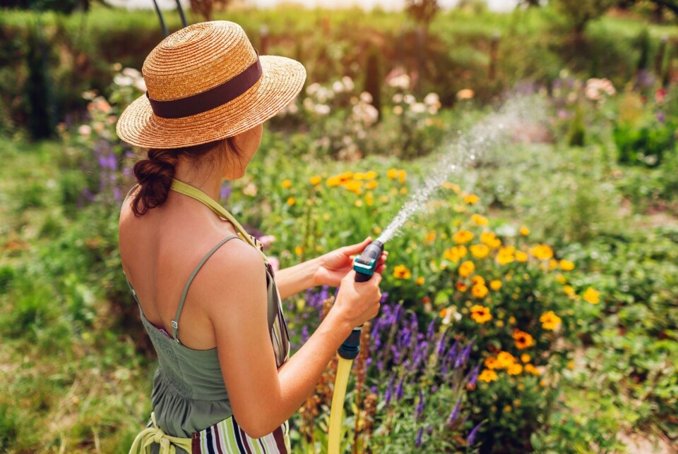 12 effektive tips for bedre hagepleie og vedlikehold kvinne vanner blomster