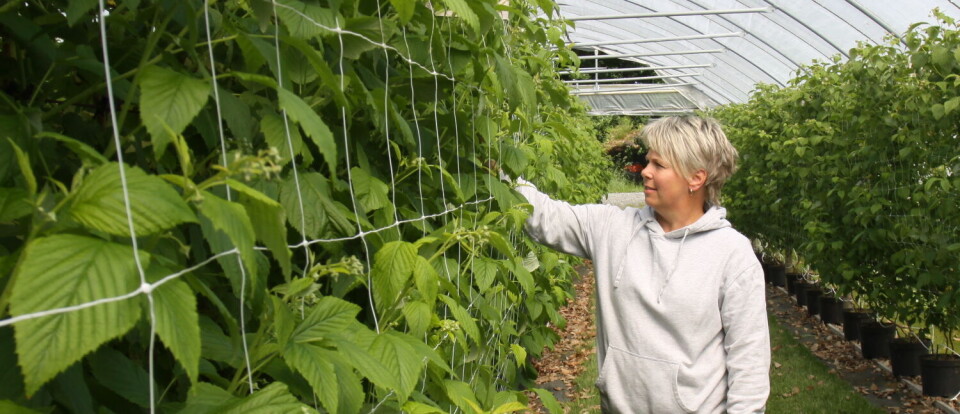 Det er ikke bare-bare med bringebær