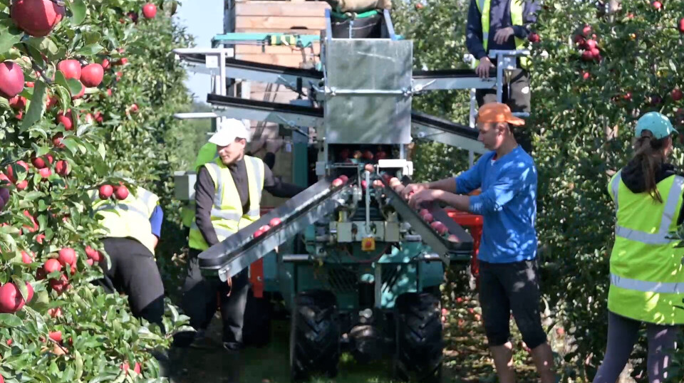 Epleplukker fra Darwin Grecale Eplehøsting