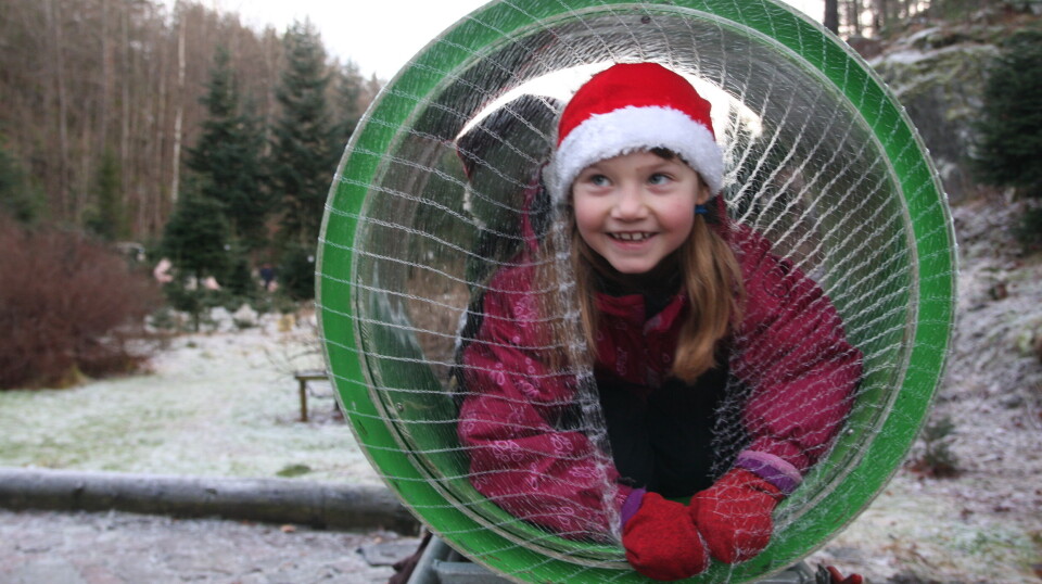 Stadig flere juletreprodusenter gir opp