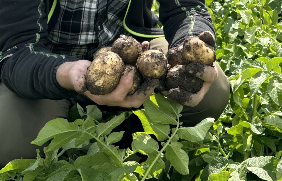 5 ting å se fram til i 2025 for deg som er potetprodusent
