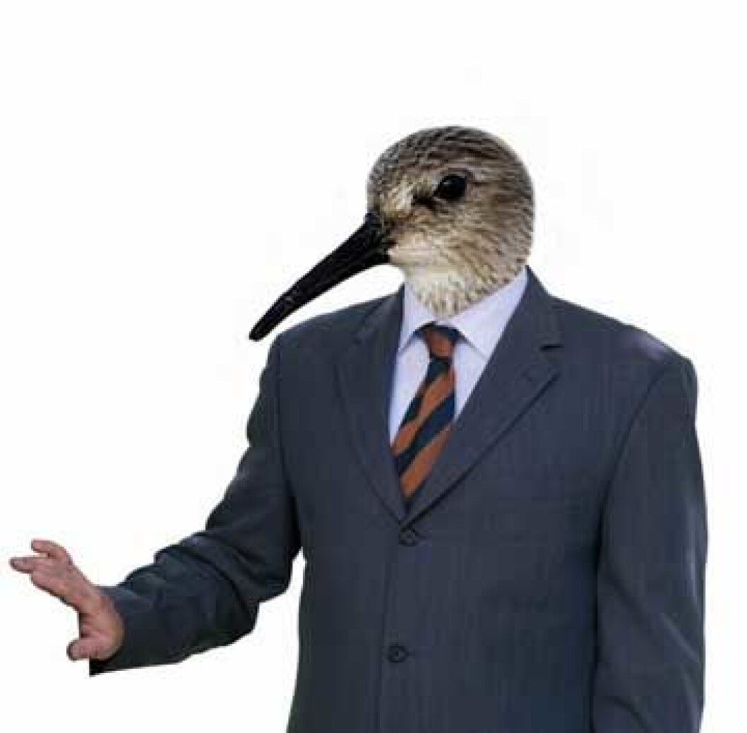 myrsnip.jpg myrsnip.jpg
