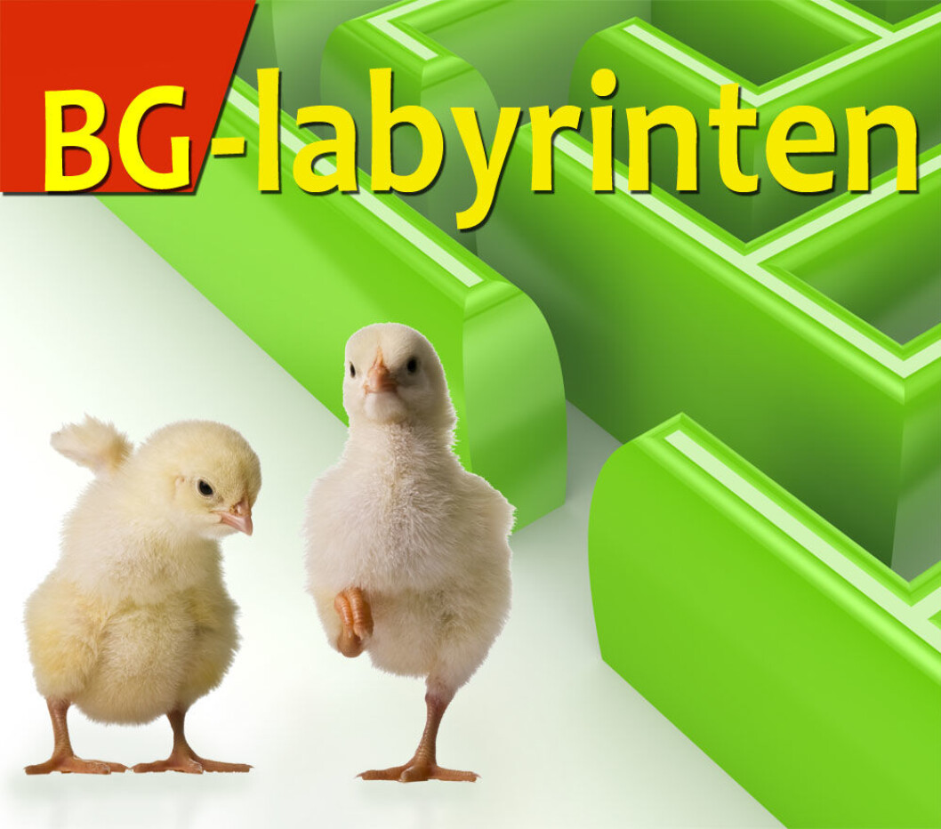 BG-labyrinten-13 BG-labyrinten-13