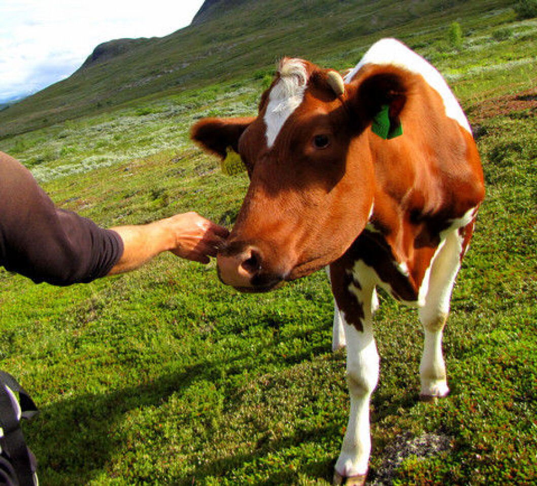 Kvige på fjellet Kvige på fjellet