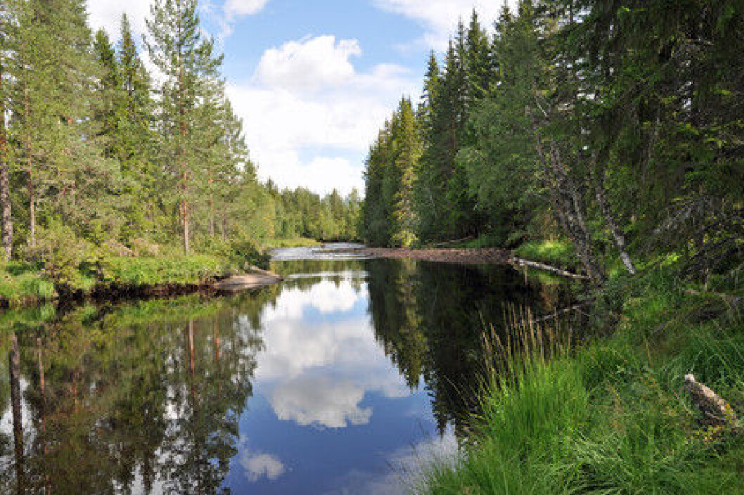 Skog Skog