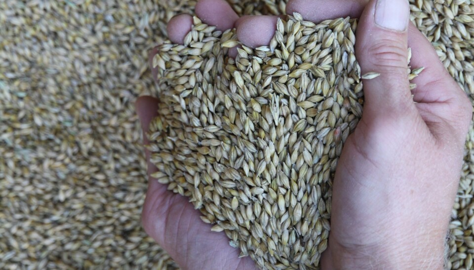 Tollvernet har trygget norsk matproduksjon i lang tid, nå er ikke tiden for å eksperimentere med å fjerne det. Et par hender fulle av korn