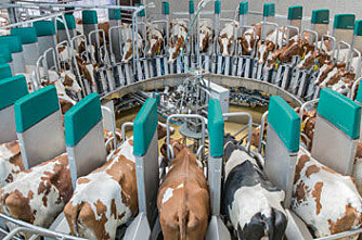 Robotkarusell mjølker 400 kyr i timen
