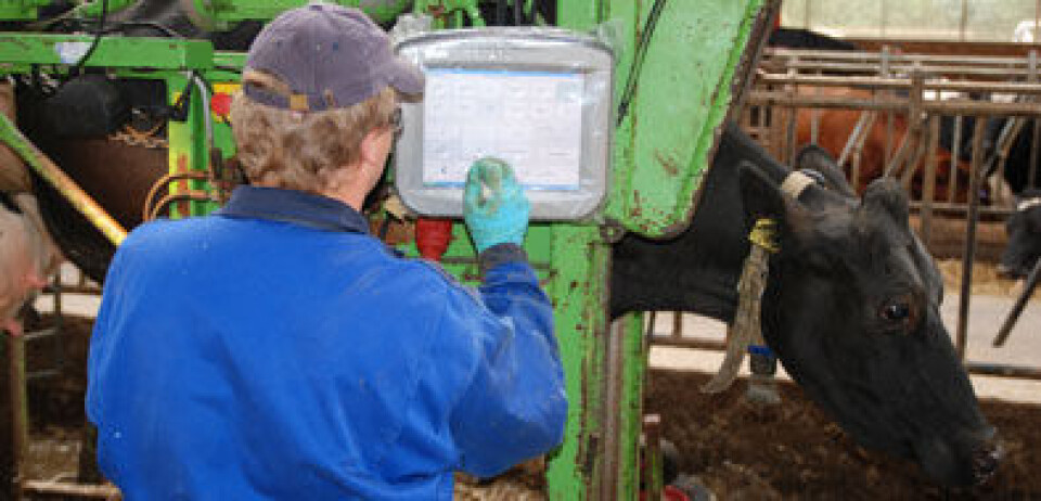 En omgang i klauvskjærerboksen før beiteslipp gjør godt.