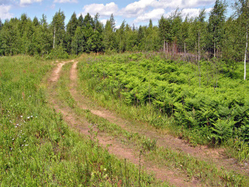 skogsvei skogsvei