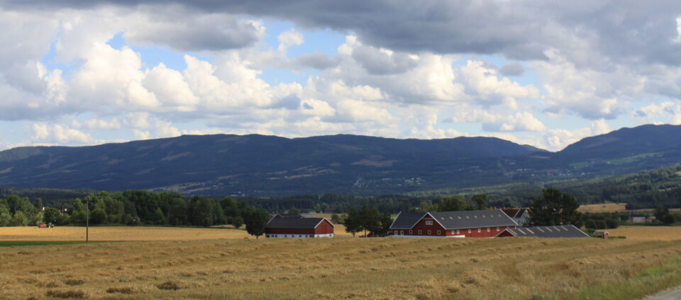 Regenerativt landbruk er krevende i områder med mye kornproduksjon. Landbrukslandskap med kornåker og røde driftsbygninger i bakgrunnen.
