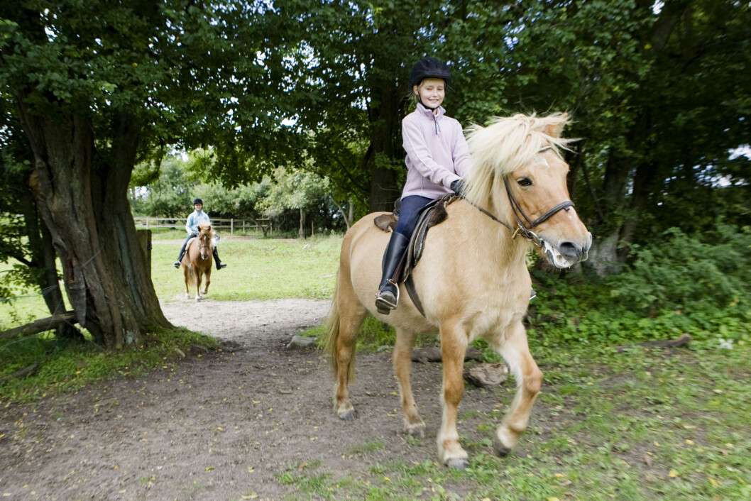Hest 1 Hest 1