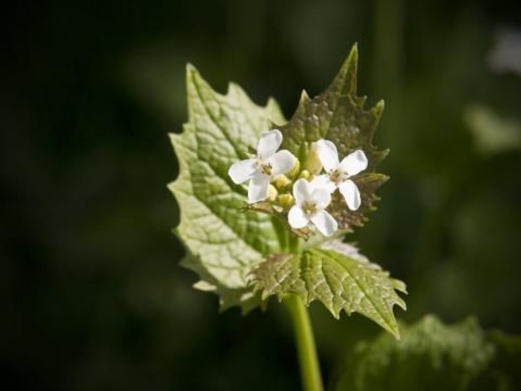 sennepsplante sennepsplante