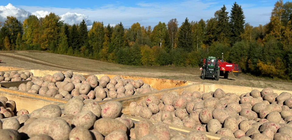 Prosenttollen har gitt nytt liv til potetproduksjon. Kasser med poteter i forgrunnen mens en traktor med potetutsytr bak skimtes i bakgrunnen