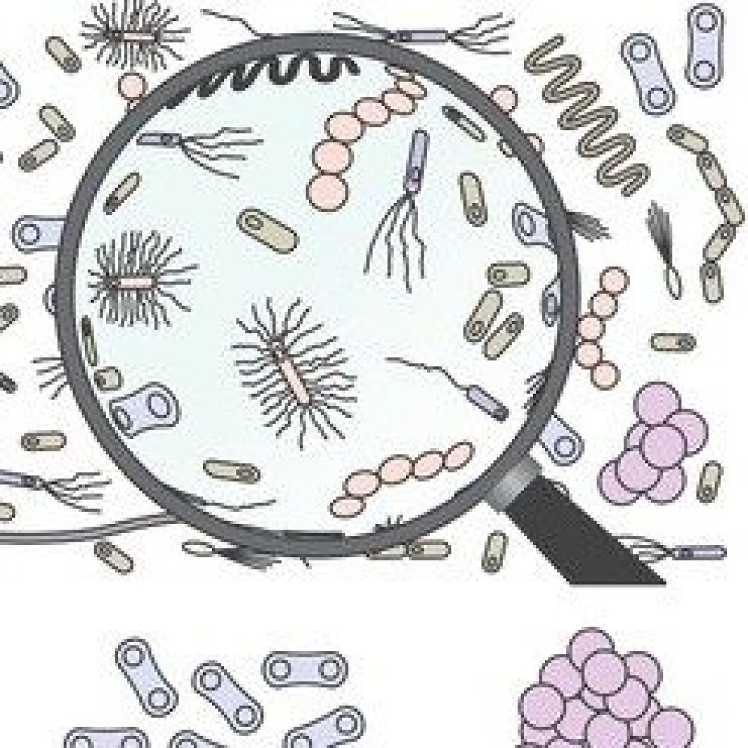 Salmonella Salmonella