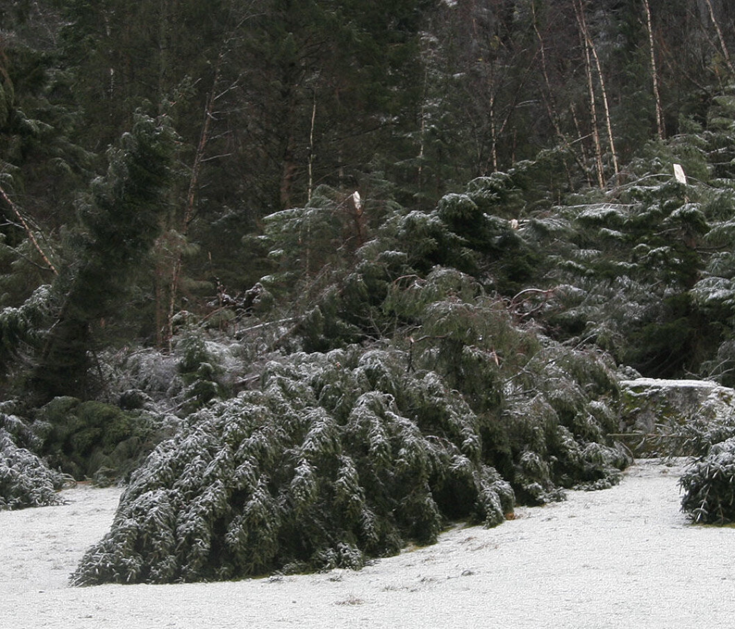 stormfelt skog.jpg stormfelt skog.jpg