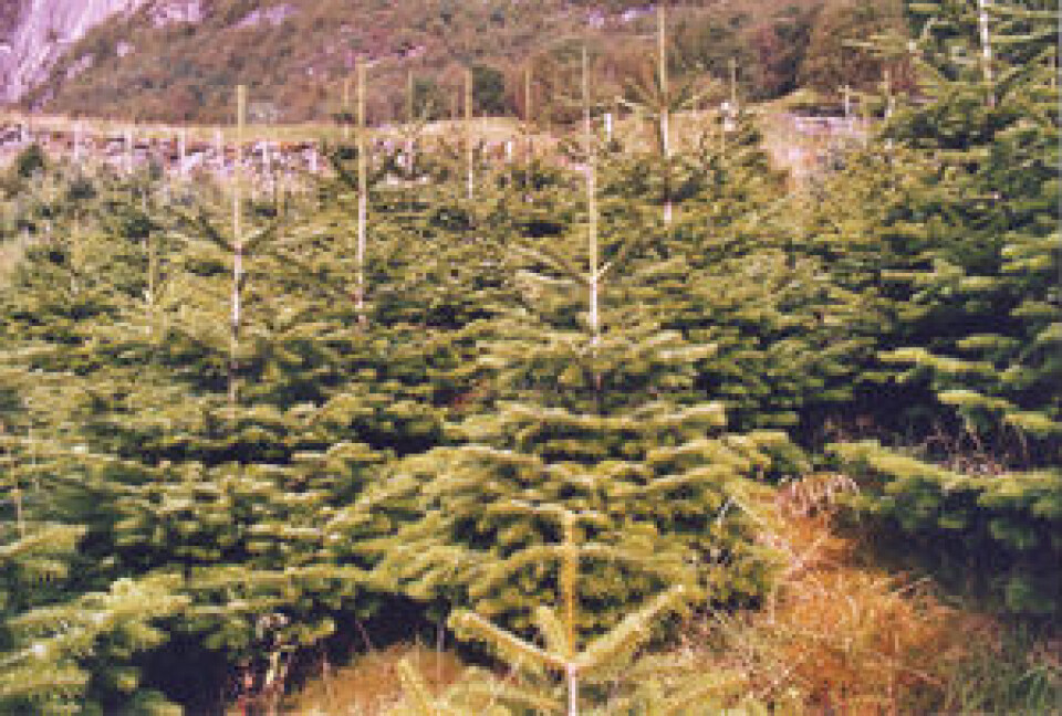 juletre 6