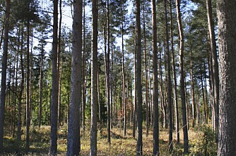 Ekstra skogmidler i 2012