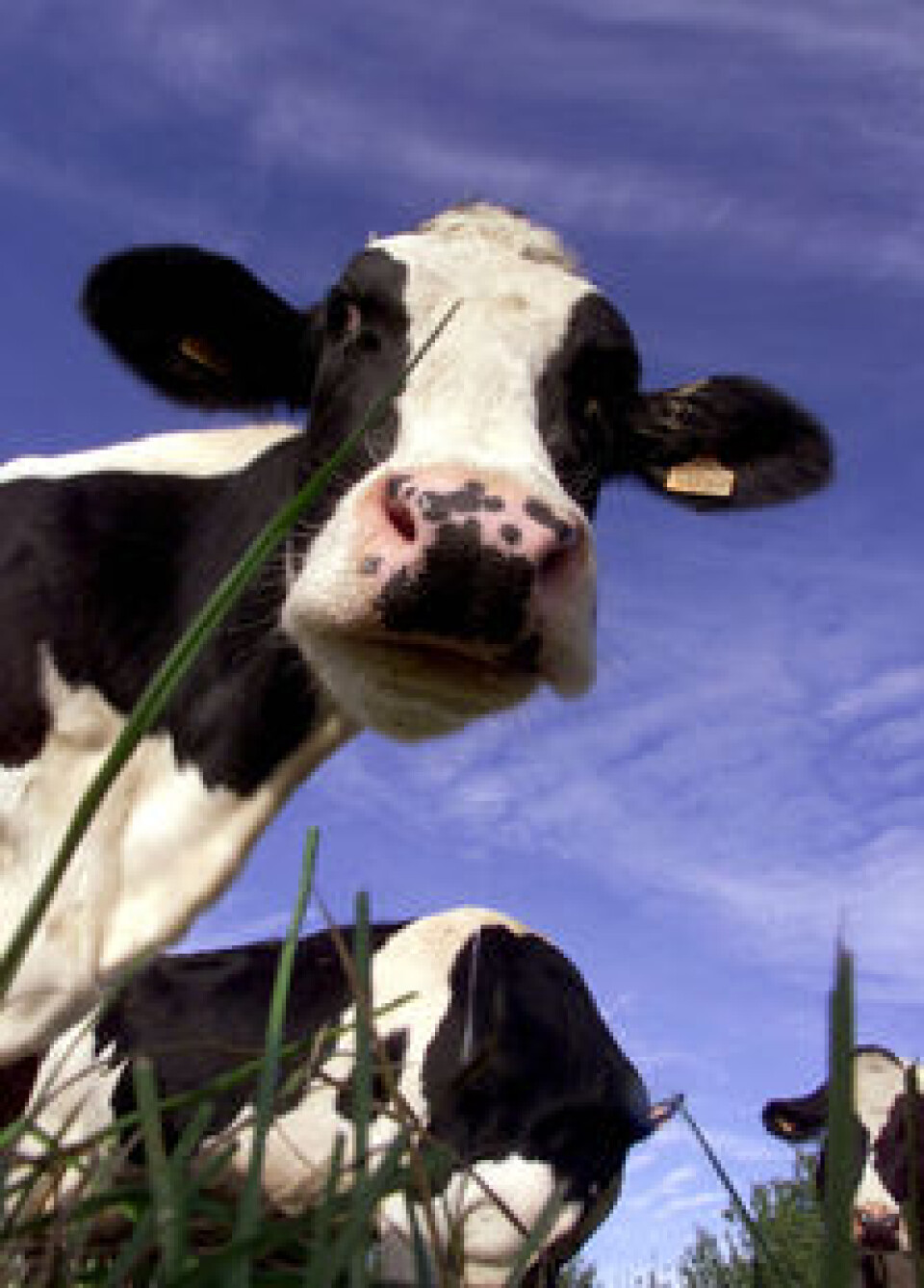 Færre bønder leier ut melkekvota fra 2013