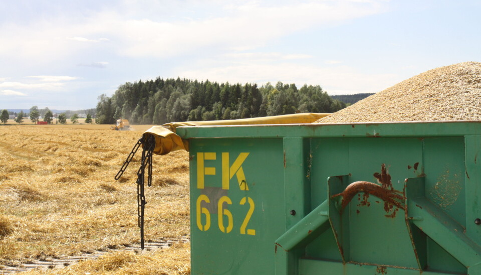 Kornbonden velger heller å bestille containere på jordet enn å bruke tid til korntørking. Full kornhenger stående ved kanten av en byggåker med en tresker langt bak i bakgrunnen