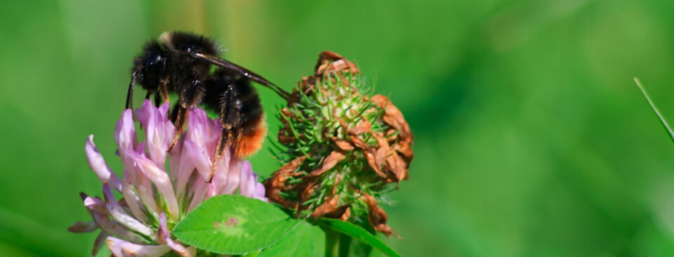 Vil bedre pollinering av rødkløver