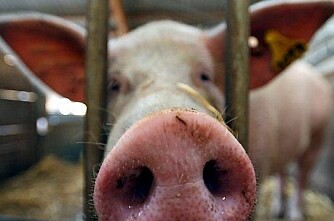 Danmark: Skal snu slaktesvikt til svinesuksess