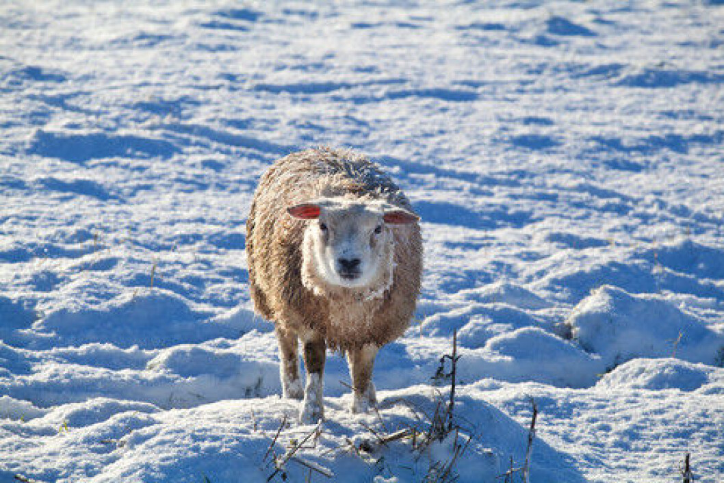 sau i snø_COLOURBOX5653289 sau i snø_COLOURBOX5653289