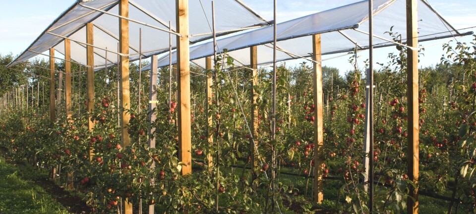 Feilfrie epler under tak