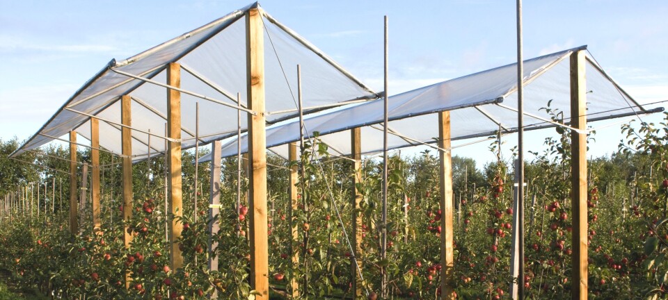 Kan et tak over epletrærne gi feilfrie epler?