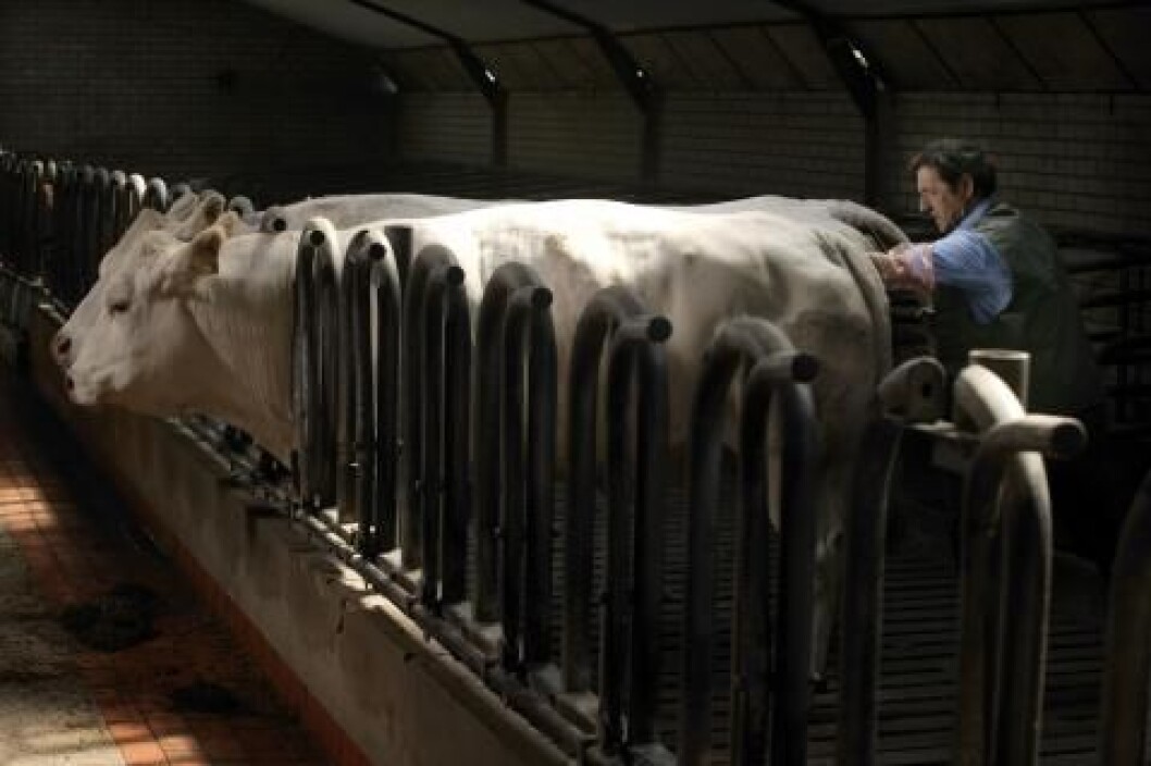 Inseminering kjøttfe Inseminering kjøttfe