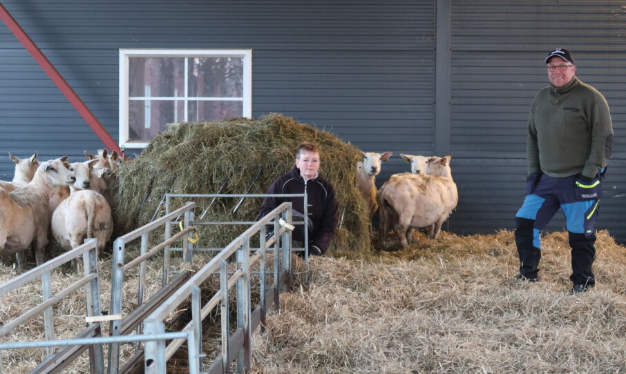 Ronny og Nancy tjener godt på sauen