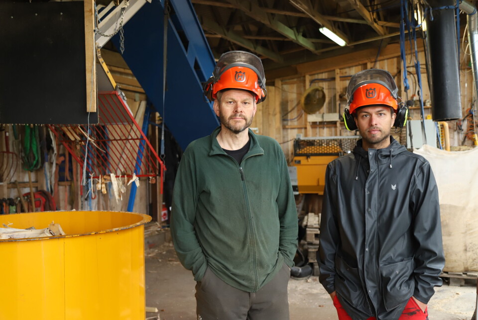 Vedproduksjon med bjørk og forutsigbarhet