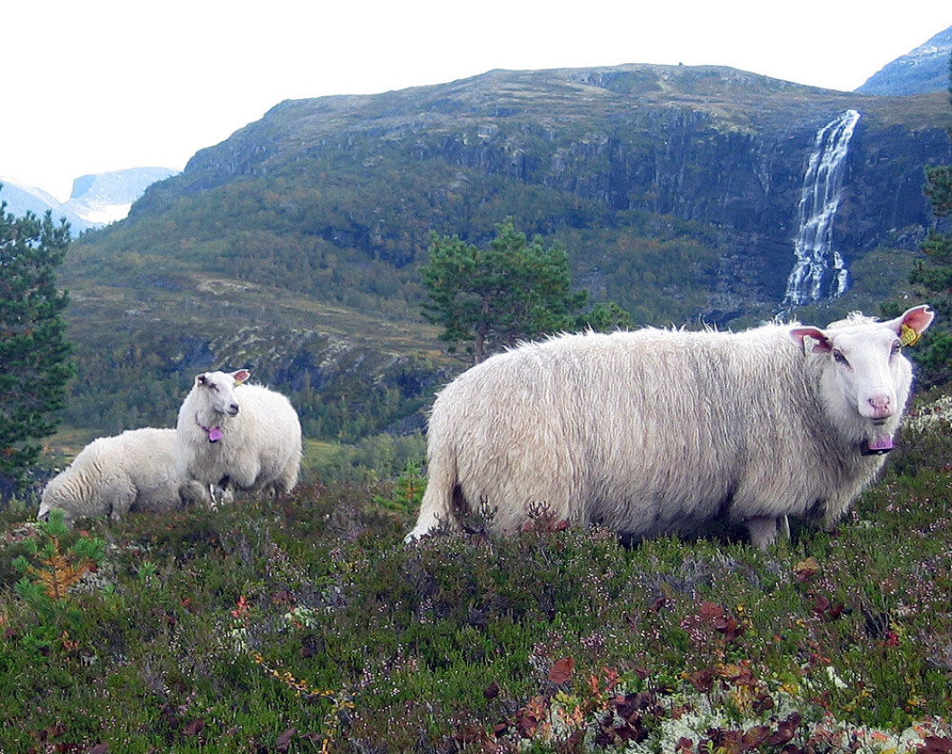 sau fjellbeite sau fjellbeite