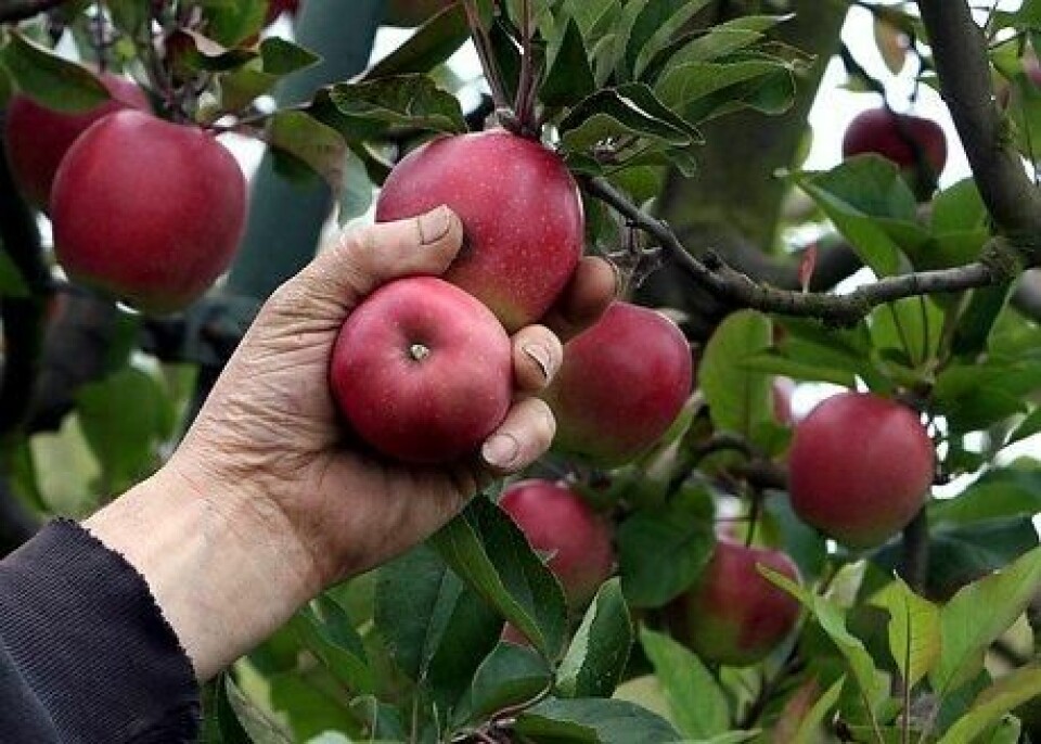 Lytefrie epler uten skurv. Vi garanterer ikke at disse er behandlet med bakepulver, men skal vi tro danske forskere så hjelper det.