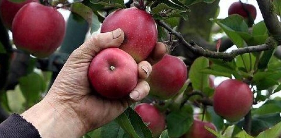 Lytefrie epler uten skurv. Vi garanterer ikke at disse er behandlet med bakepulver, men skal vi tro danske forskere så hjelper det.