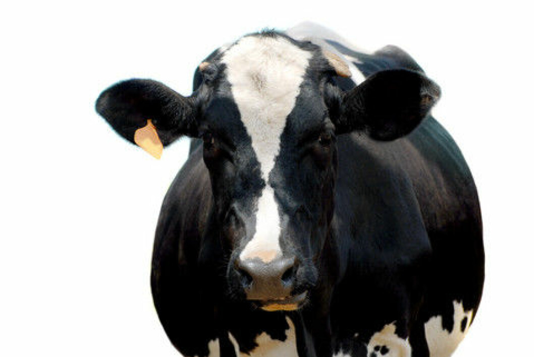 Holstein-ku