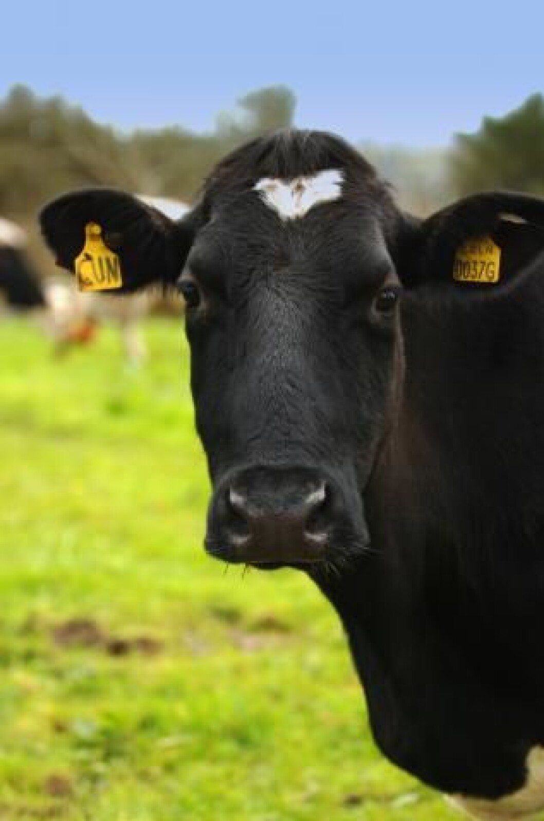 holstein-ku holstein-ku