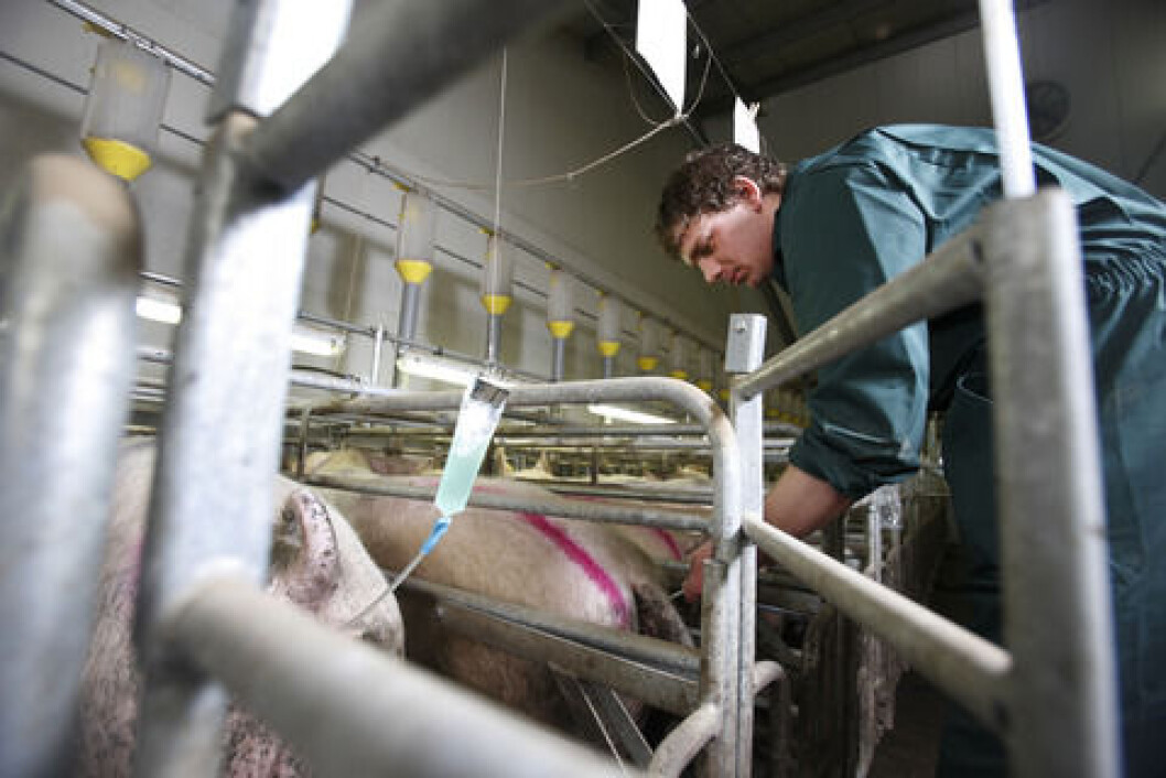 inseminering av gris inseminering av gris