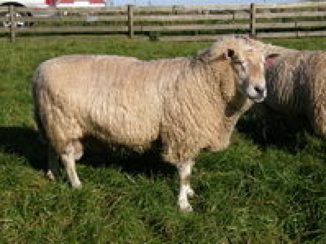 steigarvær steigarvær