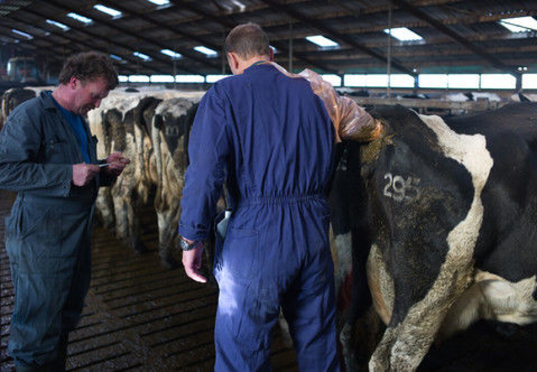 inseminør inseminør