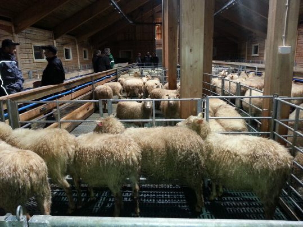 SAuefjøs av tre. Interiør SAuefjøs av tre. Interiør