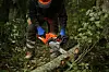 En person i verneklær står med en tømmersag ute i skogen og deler opp et felt tre.