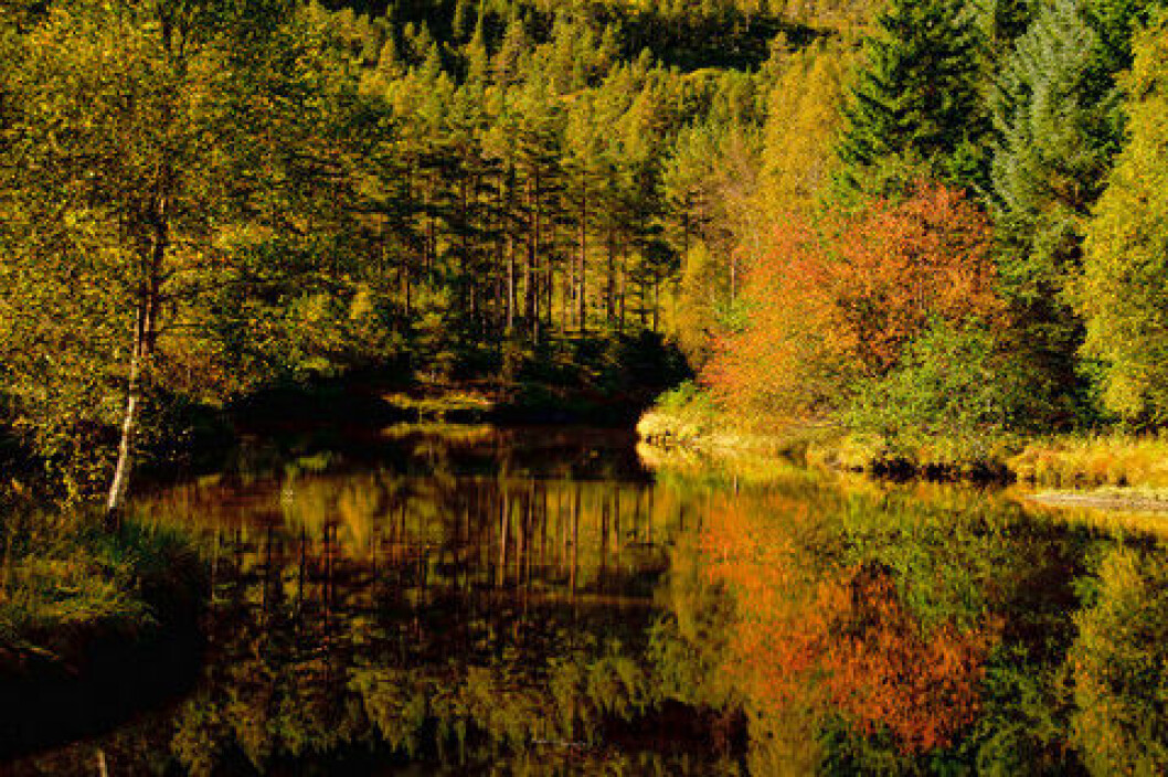 Skog og tjern i høstprakt Skog og tjern i høstprakt